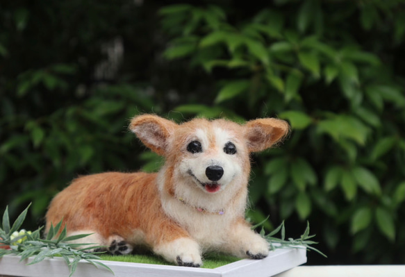 うちのコみたい♡世界で一つのコーギー♡羊毛フェルト　犬　コーギー♡結婚式　メモリアル 9枚目の画像