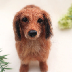 オーダー  犬♡ダックス　　世界でたったひとつ♡うちの子製作♡羊毛フェルト♡ダックスフンド　　メモリアル　 2枚目の画像