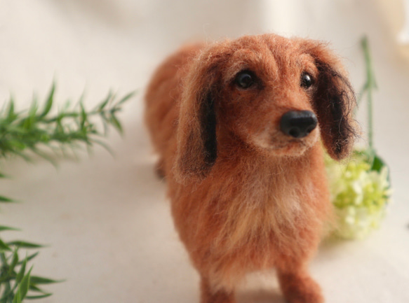 オーダー  犬♡ダックス　　世界でたったひとつ♡うちの子製作♡羊毛フェルト♡ダックスフンド　　メモリアル　 5枚目の画像