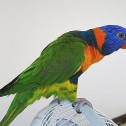 * 思雯 dedicated order page *Rainbow Lorikeet orders*1/1 size 第4張的照片