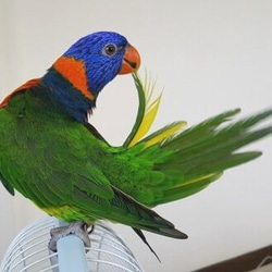 * 思雯 dedicated order page *Rainbow Lorikeet orders*1/1 size 第6張的照片