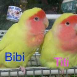 *ナ dedicated order page *Wool Lovebirds Titi&Bibi *Life-size 第3張的照片