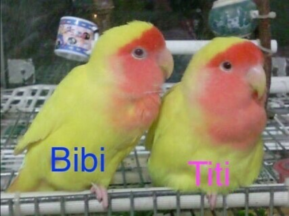 *ナ dedicated order page *Wool Lovebirds Titi&Bibi *Life-size 第3張的照片