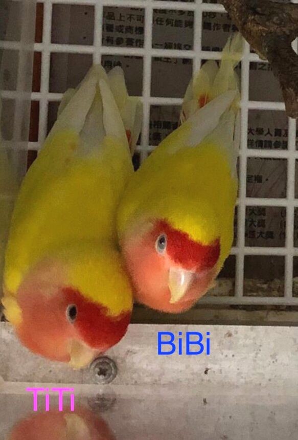 *ナ dedicated order page *Wool Lovebirds Titi&Bibi *Life-size 第5張的照片