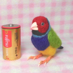 コキンチョウ 胡錦鳥  Gouldian Finch ライフサイズ♪羊毛ぬいぐるみ 羊毛フェルト  受注作成　 3枚目の画像