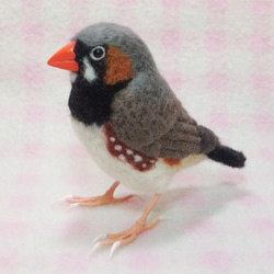 羊毛フェルト ライフサイズ♪ キンカチョウ（錦花鳥、錦華鳥 ）Zebra finch　受注作成　　羊毛インコ　工房小鳥屋 2枚目の画像