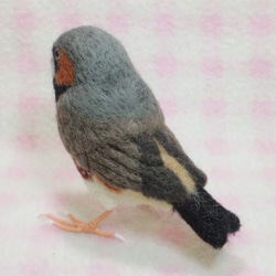 羊毛フェルト ライフサイズ♪ キンカチョウ（錦花鳥、錦華鳥 ）Zebra finch　受注作成　　羊毛インコ　工房小鳥屋 3枚目の画像