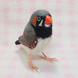 ***現實大小♪斑马雀　斑馬雀　Zebra finch☆羊毛氈*** 第4張的照片