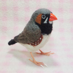 羊毛フェルト ライフサイズ♪ キンカチョウ（錦花鳥、錦華鳥 ）Zebra finch　受注作成　　羊毛インコ　工房小鳥屋 5枚目の画像