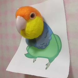 シロハラインコ☆マグネット/ブローチどちらか選択 受注作成　羊毛フェルト　羊毛インコ　メモリアル　工房小鳥屋さん 3枚目の画像