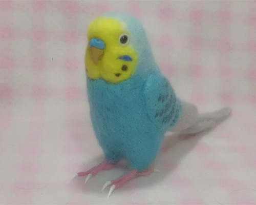 紺色　インコ様 セキセイインコ(パイド) | 埼玉県のペットショップ - Paws