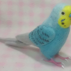 ライフサイズ♪ セキセイインコ レインボー ブルー　鼻の色変更可能　羊毛フェルト　受注作成　羊毛インコ　ケンソン系 4枚目の画像