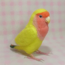 ライフサイズ コザクラインコ チェリｰ系 イエロ－　羊毛フェルト 受注作成 うちの子オーダー可能 羊毛インコ メモリアル 3枚目の画像