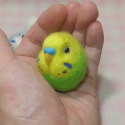 リアルサイズ♪ ズグロシロハラインコ 羊毛フェルト 羊毛インコ