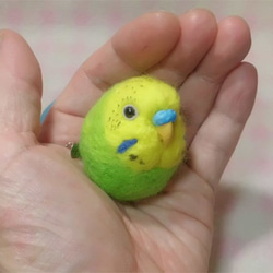 セキセイインコ グリｰンオパーリン☆マグネット/ブローチ どちらか選択　羊毛フェルト　受注作成　うちのこオーダー可能 2枚目の画像