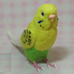 ほぼライフサイズ♪ セキセイインコ イエロ－ハルクイン 羊毛フェルト　受注作成　鼻の色変更可能　羊毛インコ　メモリアル 1枚目の画像