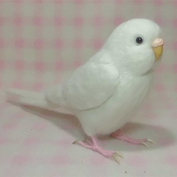 リアルサイズ♪ 猩々紅冠鳥（ショウジョウコウカンチョウ