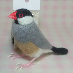 ***現實大小♪Java的麻雀2☆羊毛氈***-Java sparrow *** 第4張的照片