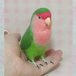 ライフサイズ コザクラインコ ノーマル　羊毛フェルト　受注作成　うちのこオーダー可能　羊毛インコ　メモリアル 1枚目の画像