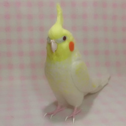 羊毛フェルト リアル オカメインコ ルチノーパール（濃い赤目）ほぼライフサイズ 羊毛フェルト 受注製作　メモリアル 4枚目の画像