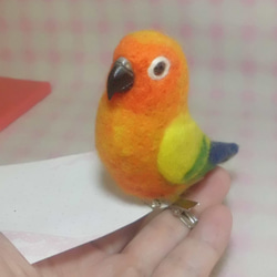 (小）太陽錐尾鸚鵡(金太陽）☆夾＆胸針☆羊毛氈***mini Sun Conure ★ clip & brooch 第4張的照片