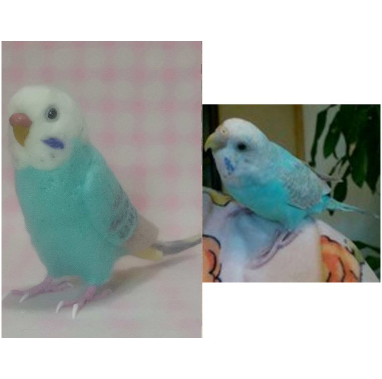 quppy318様ご依頼品(オーダー作品）・ リアルサイズ♪羊毛インコ/ｾｷｾｲ  