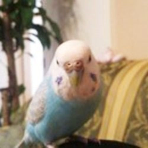 quppy318様ご依頼品(オーダー作品）・ リアルサイズ♪羊毛インコ/ｾｷｾｲ  