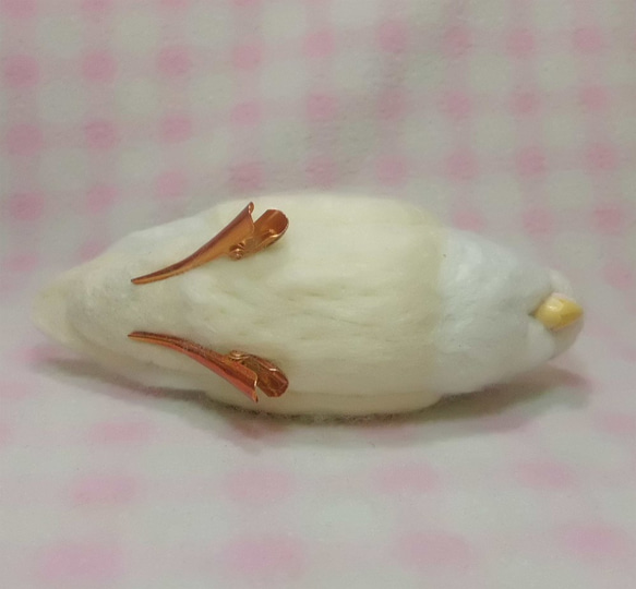 Wool clip 　Lovebird1 第5張的照片