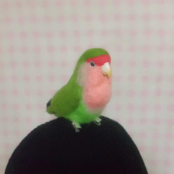 Wool clip 　Lovebird8 第2張的照片