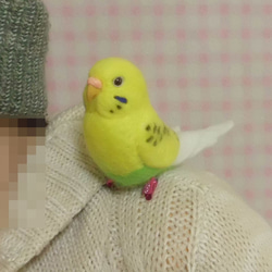 羊毛フェルト セキセイインコ クリップ / イエローハルクイン (クリップから足へ変更作成可）受注作成　鼻の色変更可能 1枚目の画像