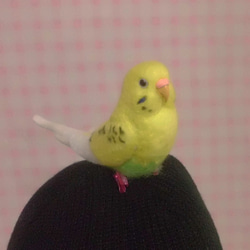 Wool clip 　Budgerigar1 第2張的照片