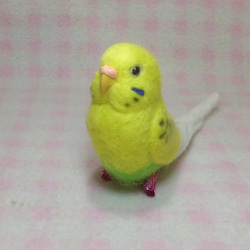 Wool clip 　Budgerigar1 第3張的照片