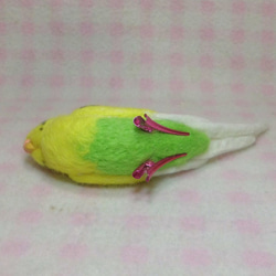 Wool clip 　Budgerigar1 第5張的照片