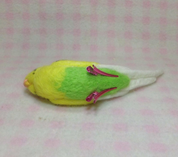 Wool clip 　Budgerigar1 第5張的照片