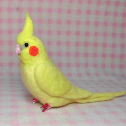 Wool clip 　Cockatiel1 第3張的照片