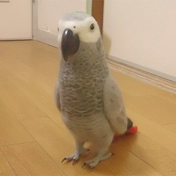 リアルサイズ ヨウム  Wool figure Real size  Gray parrot  Stuffed wool 1枚目の画像