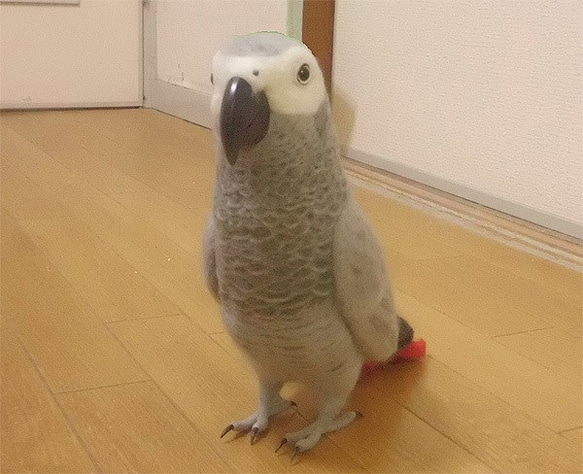 リアルサイズ ヨウム  Wool figure Real size  Gray parrot  Stuffed wool 1枚目の画像