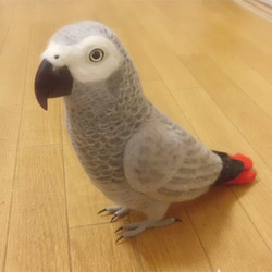 リアルサイズ ヨウム  Wool figure Real size  Gray parrot  Stuffed wool 3枚目の画像