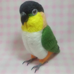 *現實大小♪黒頭鸚鵡☆羊毛氈*■Black Headed Caique /Stuffed wool/Wool figur 第1張的照片