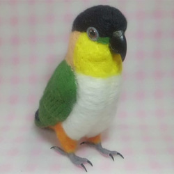 *現實大小♪黒頭鸚鵡☆羊毛氈*■Black Headed Caique /Stuffed wool/Wool figur 第2張的照片