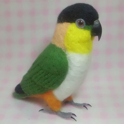 *現實大小♪黒頭鸚鵡☆羊毛氈*■Black Headed Caique /Stuffed wool/Wool figur 第4張的照片