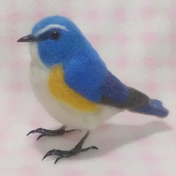 ***現實大小♪ルリビタキ 藍尾鴝 Red-flanked bluetail  ☆羊毛氈*** 第4張的照片