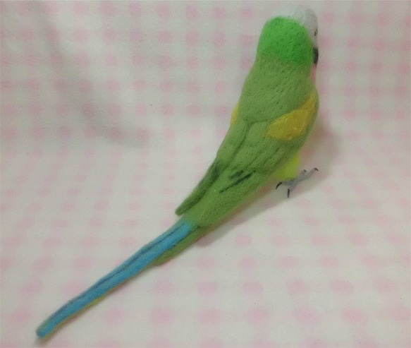 羊毛フェルト ライフサイズ  ダルマインコ Red- breasted Parakeet 受注作成　うちのこオーダー可能 5枚目の画像