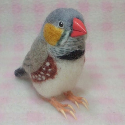 ***現實大小♪斑马雀　斑馬雀　Zebra finch☆羊毛氈*** 第1張的照片