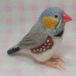 ***現實大小♪斑马雀　斑馬雀　Zebra finch☆羊毛氈*** 第3張的照片