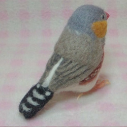 羊毛フェルト ほぼライフサイズ キンカチョウ（錦花鳥、錦華鳥 ）Zebra finch　受注作成　羊毛インコ　 5枚目の画像