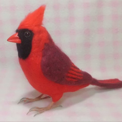 リアルサイズ♪ 猩々紅冠鳥（ショウジョウコウカンチョウ）Northern Cardinal 鳥  羊毛フェルト　受注作成 3枚目の画像