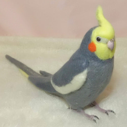 ライフサイズ オカメインコ ノーマル♂　羊毛フェルト　受注作成　羊毛インコ　メモリアル　羊毛ぬいぐるみ　工房小鳥屋さん 2枚目の画像