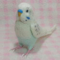 ライフサイズ セキセイインコ 白ハルクイン系 羊毛フェルト　鼻の色変更可能　受注作成　羊毛インコ　工房小鳥屋さん 2枚目の画像