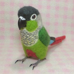 ほぼライフサイズ　ホオミドリアカオウロコインコ  Green-cheeked Parakeet 羊毛インコ 受注作成 2枚目の画像